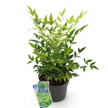 Heiliger Bambus Nandina Lemon & Lime – 17cm Höhe ca.45cm – Immergrün & farbintensiv – Gelbgrünes Laub – Pflegeleichter dekorativer Zierstrauch