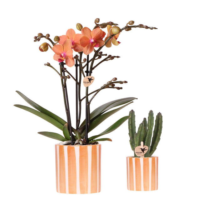 Pflanzenset Orange Phalaenopsis Orchidee Bolzano & Sukkulente – Mit Keramischen Ziertöpfen – Dekoratives Indoor-Set für Wohnung & Büro