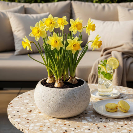 Blumenzwiebeln Narcissus Carlton – Gelb – 15 Stück – Zwiebelgröße 12/14 – Großblütige Narzissen für Garten, Balkon & Terrasse – Pflegeleicht & winterhart