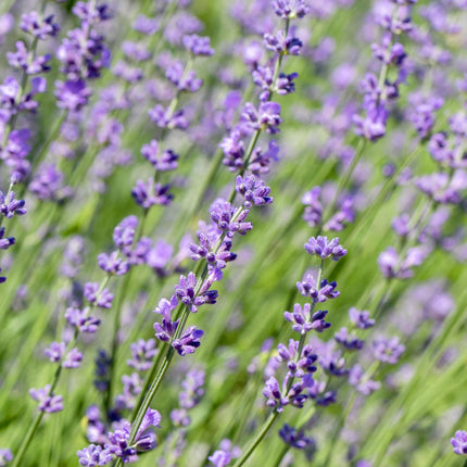 Echter Lavendel Lavandula angustifolia Hidcote – Heckenpflanze – Graues Blatt – 6 Pflanzen – 1  laufender Meter – Immergrün – 17 cm Höhe 30 cm – Duftpflanze & Bienenfreundlich