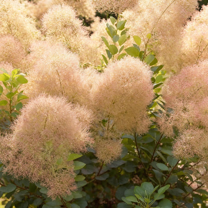 Cotinus coggyria Young Lady – 3 Pflanzen – 12cm – Höhe ca. 35cm