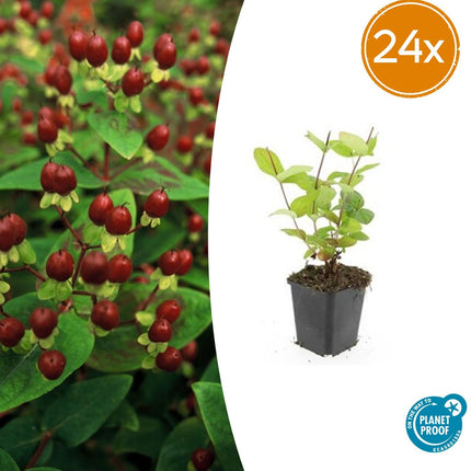 Hypericum inodorum 'Beauty' – 24 Pflanzen – ↕10-25cm – Ø9cm – Johanniskraut-Strauch – Goldgelbe Sommerblüten – Winterhart & pflegeleicht – Für Sonne & Halbschatten