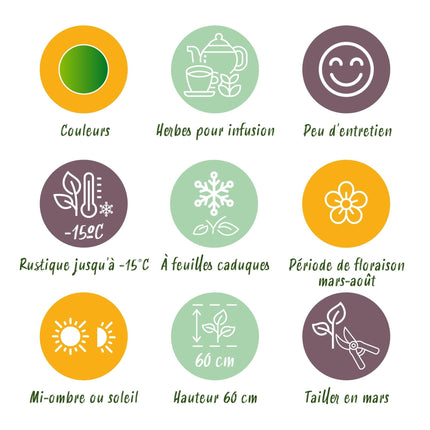 Staudenset „Teekräuter“ – 8 aromatische Kräuterstauden für ca. 1 m² – Für frischen Kräutertee aus dem eigenen Garten – Pflegeleichtes Kräuterpaket – Ø11 cm