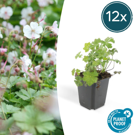 Cambridge Storchschnabel – Geranium cantabrigiense 'Biokovo' – ↑10-25cm – Ø9cm – 12 Pflanzen – Bodendecker, weiß-rosa Blüten, pflegeleicht & winterhart