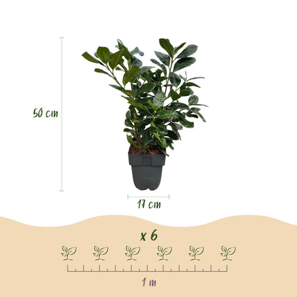Kirschlorbeer Prunus laurocerasus Etna – Hecke – Blatt grün – 6 Pflanzen – 1 laufender Meter – Immergrün –  17cm x H50cm – Schnell wachsend & pflegeleicht