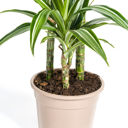 Drachenbaum – Dracaena Deremensis White Stripe – Zimmerpflanze – Ø21cm – ↕90–110cm – Pflegeleichte Grünpflanze mit dekorativen Blättern – Ideal für Wohnzimmer, Büro & Flur
