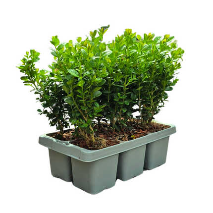 Buchsbaum – Buxus NewGen Freedom – 48 Pflanzen – ca. 15 cm hoch – Ø7 cm – kompakt & schnittverträglich – winterharte Immergrüne – ideal für Hecken & Formschnitt