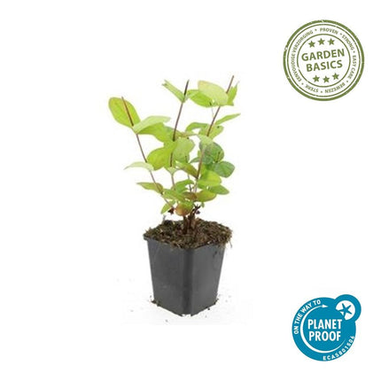 Johanniskraut Hypericum inodorum 'Beauty' – ↕10-25cm – Ø9cm – 6 Pflanzen – pflegeleichter Strauch – gelbe Blüten – bienenfreundlich