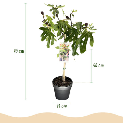 Feigenbaum Ficus carica Little Miss Figgy – 19cm Höhe ca.90cm – Winterhart & laubabwerfend – Kompakter Feigenbaum mit grünen Früchten
