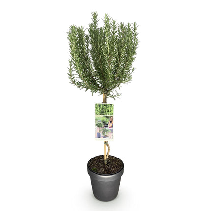 Rosmarin Rosmarinus officinalis – 19cm Höhe ca.90cm – Immergrün & winterhart – Lila Blüte – Aromatische Kräuterpflanze