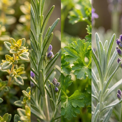 Kräutermischung – 8 Kräuterpflanzen – Ø12cm – Höhe 12-15cm – Küchenkräuter Mix mit Basilikum Oregano Thymian Rosmarin – Für Küche Balkon & Garten
