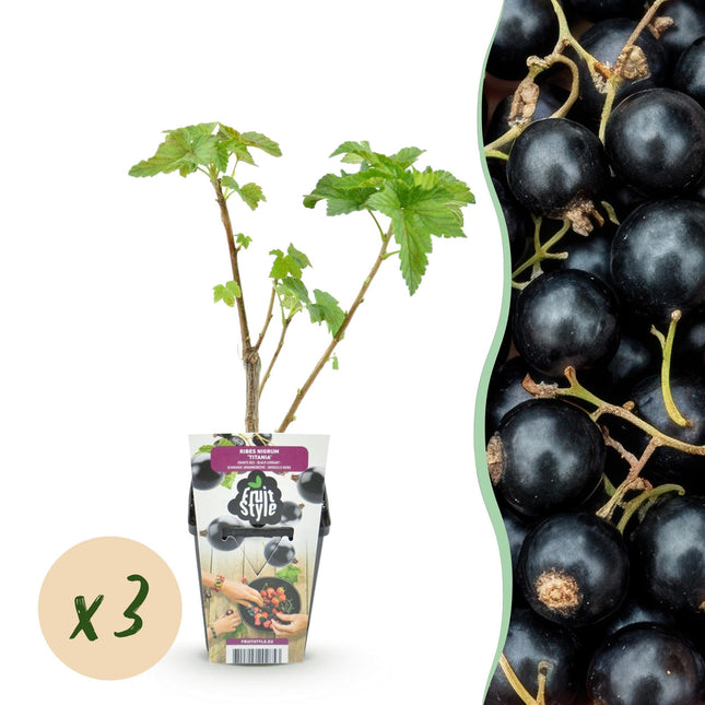Schwarze Johannisbeere Ribes nigrum Titania winterhart 3 Pflanzen Ø9cm Höhe 30cm – Aromatische Johannisbeerpflanze für Garten Beet Balkon & Terrasse