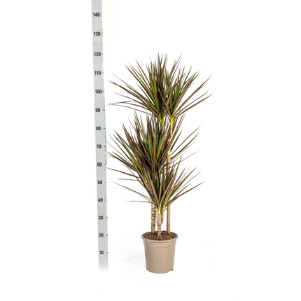 Dracaena Marginata Magenta inkl. Naturkorb – Höhe 110-130cm – Ø21cm – Exotische Zimmerpflanze mit roten Blatträndern – Pflegeleicht & luftreinigend