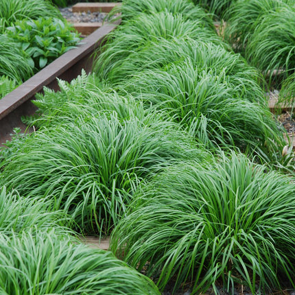 Ziergras Segge Carex oshimensis Intense Green – Intensiv Grün – Immergrün & winterhart – Höhe ca. 50cm – 17cm