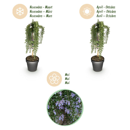 Rosmarin Rosmarinus officinalis Prostratus – 19cm Höhe ca.90cm – Immergrün & winterhart – Lila Blüte – Duftender Kräuterrosmarin