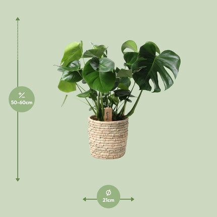 Monstera Deliciosa im Palmleaf Korb – Zimmerpflanze ca.60cm – Ø21cm – Schweizer Käsepflanze mit durchbrochenem Laub – Tropischer Look & luftreinigend