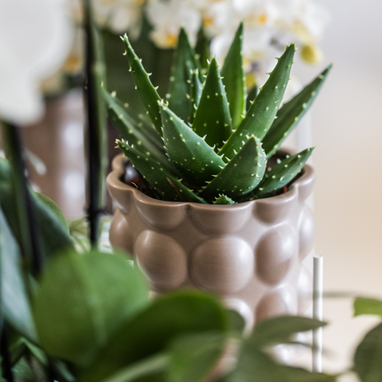 Topf Baumwolle – Sand – Ø9cm – Moderner Übertopf mit organischer Rillenstruktur – Dekorativer Keramik-Blumentopf für Orchideen & Zimmerpflanzen – Minimalistisches Designot - Sand - Ø9cm