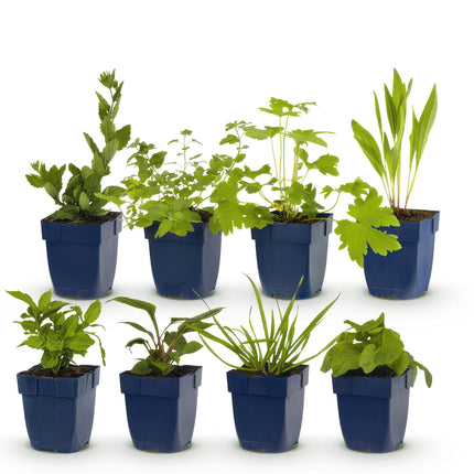 Staudenset – 8 bienen- & schmetterlingsfreundliche Pflanzen – für 1 m² – Verschiedene Blütenfarben – Wenig Pflege – Ø11cm – Mehrjährige Gartenstauden