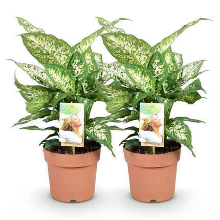 Dieffenbachia Compacta – Bunte Dieffenbachia – 2 Pflanzen – 45-50cm – 17cm
