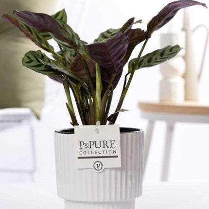 Ctenanthe Burle Marxii in Keramiktopf Glänzend Weiß – Ø12cm ↕25cm – Gebetspflanze mit gemusterten Blättern – Pflegeleicht & luftreinigend