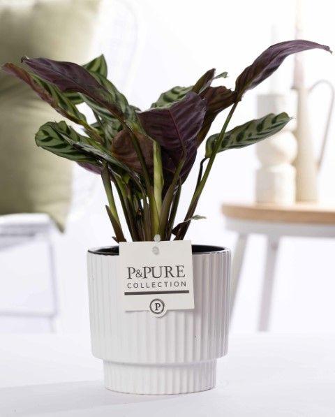 Ctenanthe Burle Marxii in Keramiktopf Glänzend Weiß – Ø12cm ↕25cm – Gebetspflanze mit gemusterten Blättern – Pflegeleicht & luftreinigend