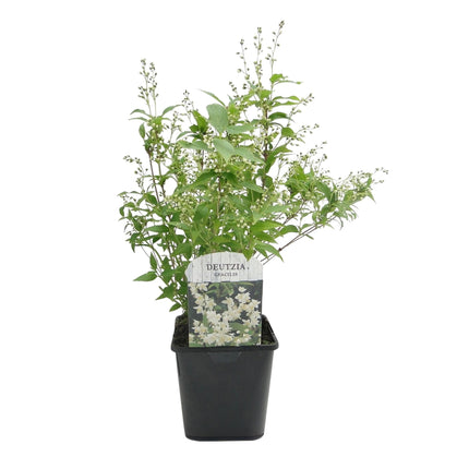 Deutzia Gracilis – Zierlicher Strauch – Blüte Weiß – Bienen- & Schmetterlingsfreundlich – 17 cm x H45 cm – pflegeleicht