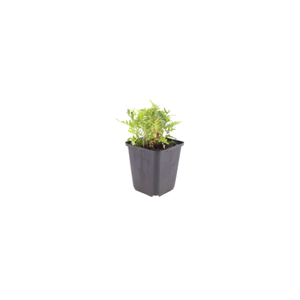 Polypodium vulgare Farn – 24 Pflanzen – Ø9cm – Höhe 10-25cm – Immergrüner Gartenfarn – Winterhart – Für Schattenbeet, Unterpflanzung & Naturgarten
