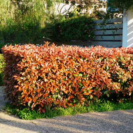 Frasers Glanzmispel – Photinia fraseri Red Robin – Heckenpflanze – Blatt rot grün – 8 Pflanzen – 1 laufender Meter – immergrün – 9cm Höhe 30-35cm