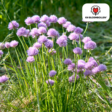 Allium carolinianum – 15 Blumenzwiebeln – lila-violette Blüten – winterhart & bienenfreundlich