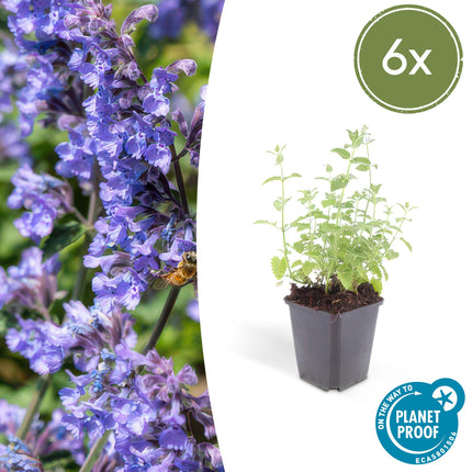 Katzenminze - Nepeta 'Six Hills Giant' - ↕10-25cm - Ø9cm - 6 Pflanzen – Lila-blühende Staude – Bienen & Schmetterlinge – Sonnig & Pflegeleicht
