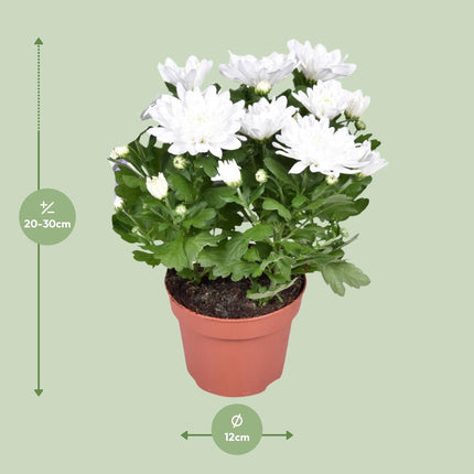 Chrysanthemum ‘Brave’ – Polster – Chrysantheme – Outdoorpflanze – Ø12cm – ↕26cm – Herbstblüher – Pflegeleicht & farbenfroh