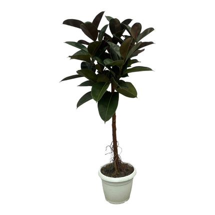 Gummibaum Ficus Elastica Robusta Stamm – Zimmerpflanze 140cm hoch – Ø27cm – Üppige, glänzende Blätter – Pflegeleicht & dekorativ