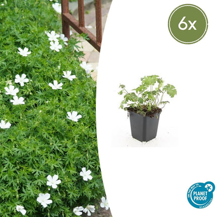Schnee-Storchschnabel Geranium sanguineum 'Album' – ↕10-25cm – Ø9cm – 6 Pflanzen – Winterharte Staude & Bodendecker – Weiße Blüten