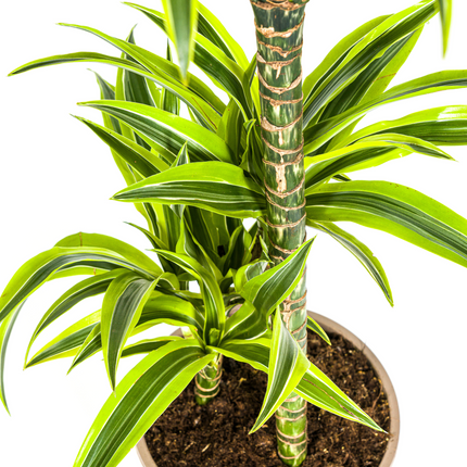 Drachenbaum Dracaena Deremensis Lemon Lime – Zimmerpflanze – Ø21cm – 90-110cm hoch – Schlanke grüne Blätter mit hellgrünem Rand – Pflegeleicht & dekorativ