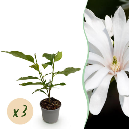 Magnolia stellata Royal Star – 3 Pflanzen – 12cm – Höhe ca. 30cm
