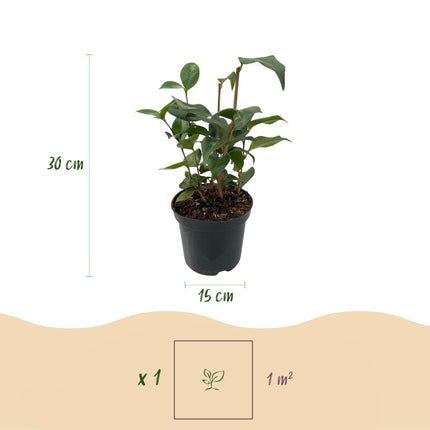 Kamelie Camellia japonica Tricolour – Strauch – Blüte Rosa, Weiß & Rot – Immergrün – 15cm Höhe 30cm – Für Garten & Terrasse