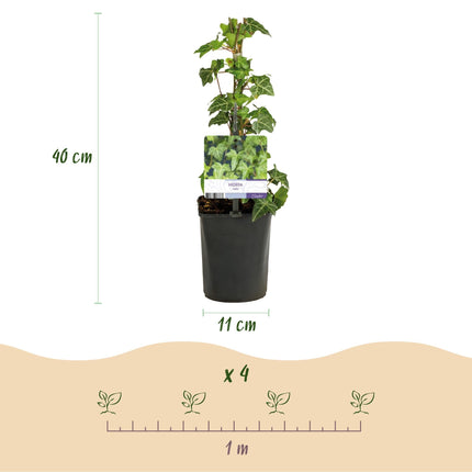 Kletterpflanze Hedera helix – Immergrün – Grüne Blätter – 11 cm x H40 cm – Pflegeleicht – Für Garten, Balkon & Innenräume