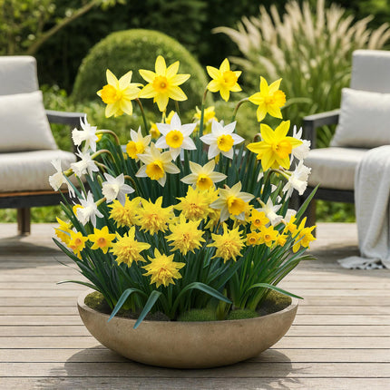 Blumenzwiebeln Narcissus Botanical Mix – Gelb & Weiß – 20 Stück – Zwiebelgröße 10/12 – Duftende Mini-Narzissen für Garten, Balkon & Terrasse – Frühjahrsblüher