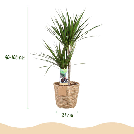 Dracaena Marginata – 90-100cm – 21cm inkl. Naturkorb – Pflegeleichter Drachenbaum – Grün mit rotem Rand