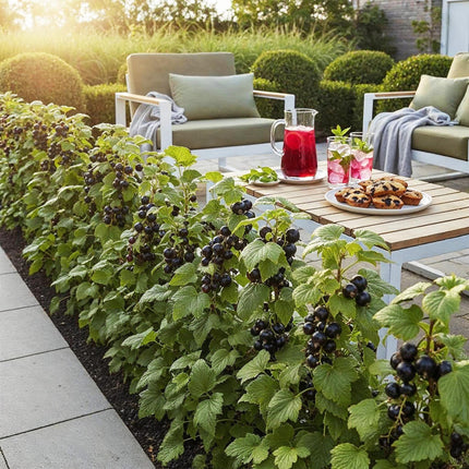 Jostabeere Ribes Josta winterhart 3 Pflanzen Ø9cm Höhe 30cm – Kreuzung aus Johannisbeere & Stachelbeere – Aromatische Beeren für Garten & Balkon