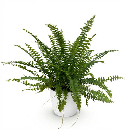 Nephrolepsis Exaltata Green Lady Farn – Zimmerpflanze im weißen Topf Ø12cm Höhe25cm – Haustierfreundliche Grünpflanze – Luftreinigend & Pflegeleicht