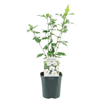 Garteneibisch Hibiscus syriacus Red Heart – Blüte Weiß mit Rotem Herzen – Strauch – Wenig Pflege – 17cm x H45cm – Sommerblüher & Bienenfreundlich