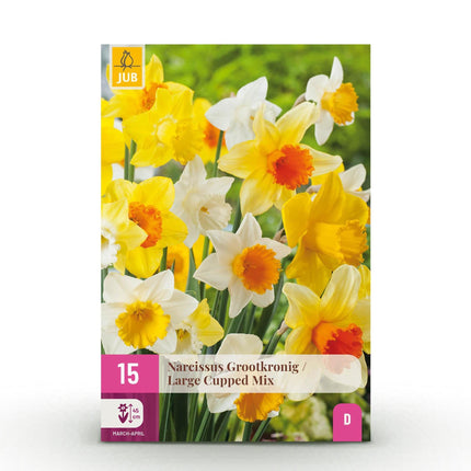 Blumenzwiebeln Narzisse Large Cupped Mix – 15 Blumenzwiebeln – Gelb-weiße Narzissen mit großen Blüten – Frühblüher für Beet, Balkon & Terrasse – Pflegeleicht