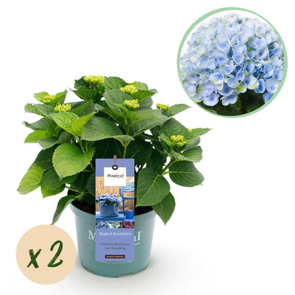 Hydrangea macrophylla Magical Revolution Blue – Blaue Gartenhortensie – 2 Pflanzen im Topf 23cm – Höhe 55cm – 6-10 Blüten – Balkonpflanze