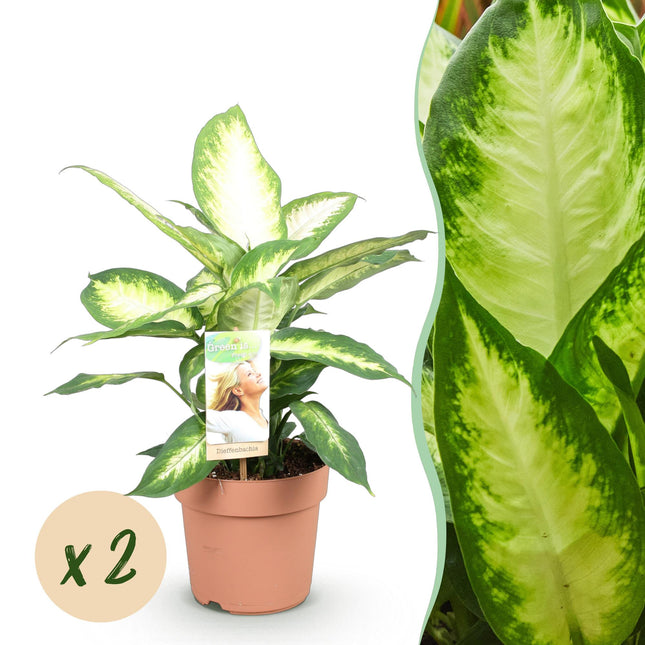 Dieffenbachia Camilla – 2 Zimmerpflanzen – 45-50cm – 17cm – Pflegeleicht & luftreinigend