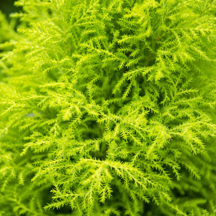 Cupressus Gold Crest Wilma – 85-95cm – 21cm mit Korb – Pflegeleichte Zimmerkonifere – Gelbgrüne Duftzypresse für Wohnzimmer, Büro & Eingangsbereiche