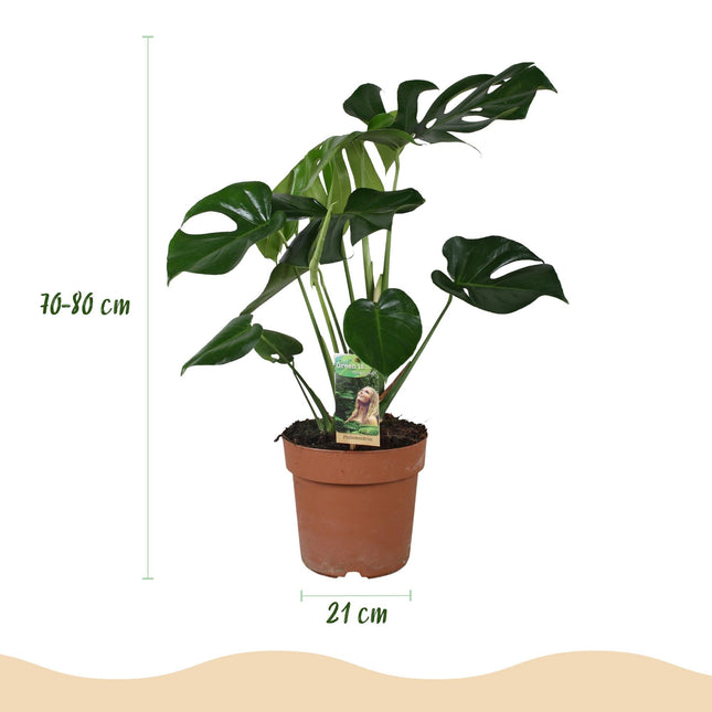 Monstera Deliciosa Fensterblatt – Große Zimmerpflanze im weißen Topf Ø21cm Höhe70-80cm – Pflegeleichte Grünpflanze