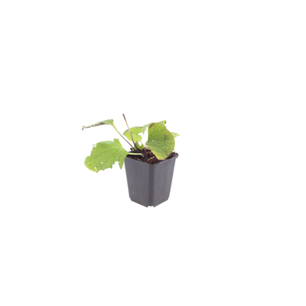 Kaukasisches Vergissmeinnicht Brunnera macrophylla – 12 Pflanzen– 10-25cm – Ø9cm – Winterharte Schattenstaude mit blauen Blüten – Bodendecker für Garten & Gehölzrand