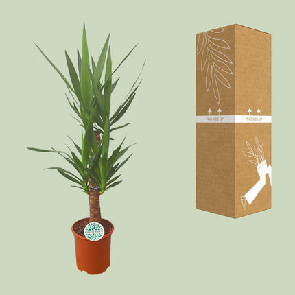 Palmlilie Yucca – 90cm Ø21cm – Pflegeleichte Zimmerpflanze mit schwertförmigen Blättern – Robuste Grünpflanze für helle & halbschattige Standorte