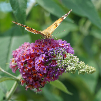 Schmetterlingsstrauch Buddleja davidii Flower Power – Lila – Rosa Blüten – 17cm x H30cm – Bis 2m – Sonnig & Pflegeleicht